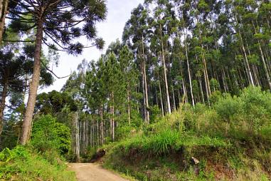 paredao a venda